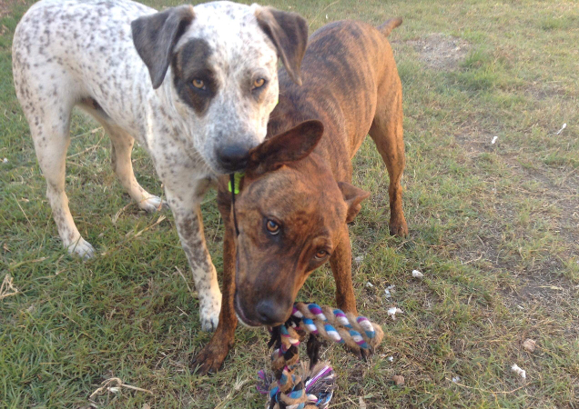 Ivory and Buddy playing